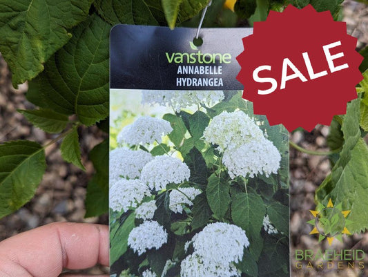Annabelle Hydrangea