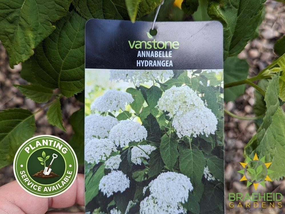 Annabelle Hydrangea