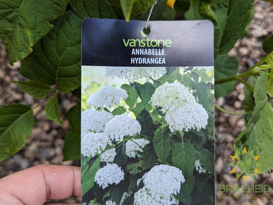 Annabelle Hydrangea