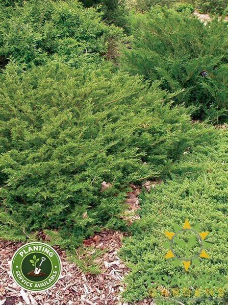 Arcadia Juniper