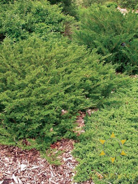 Arcadia Juniper