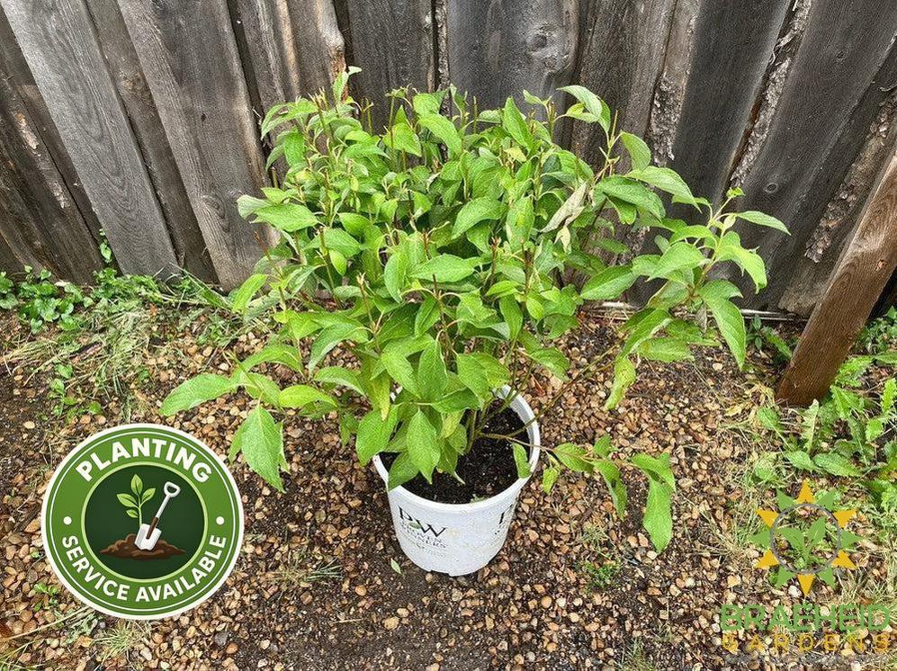Arctic Fire® Dogwood