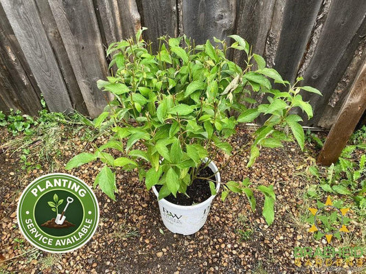 Arctic Fire® Dogwood