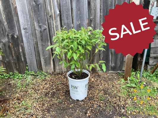 Arctic Fire® Dogwood