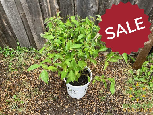 Arctic Fire® Dogwood