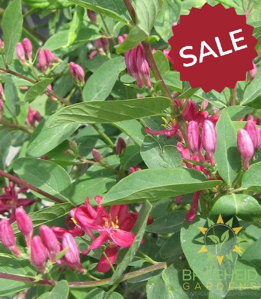 Arnold Red Honeysuckle