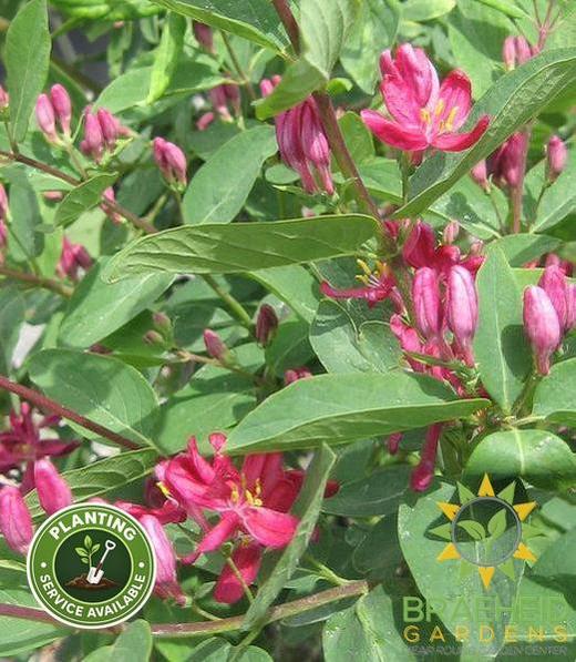 Arnold Red Honeysuckle