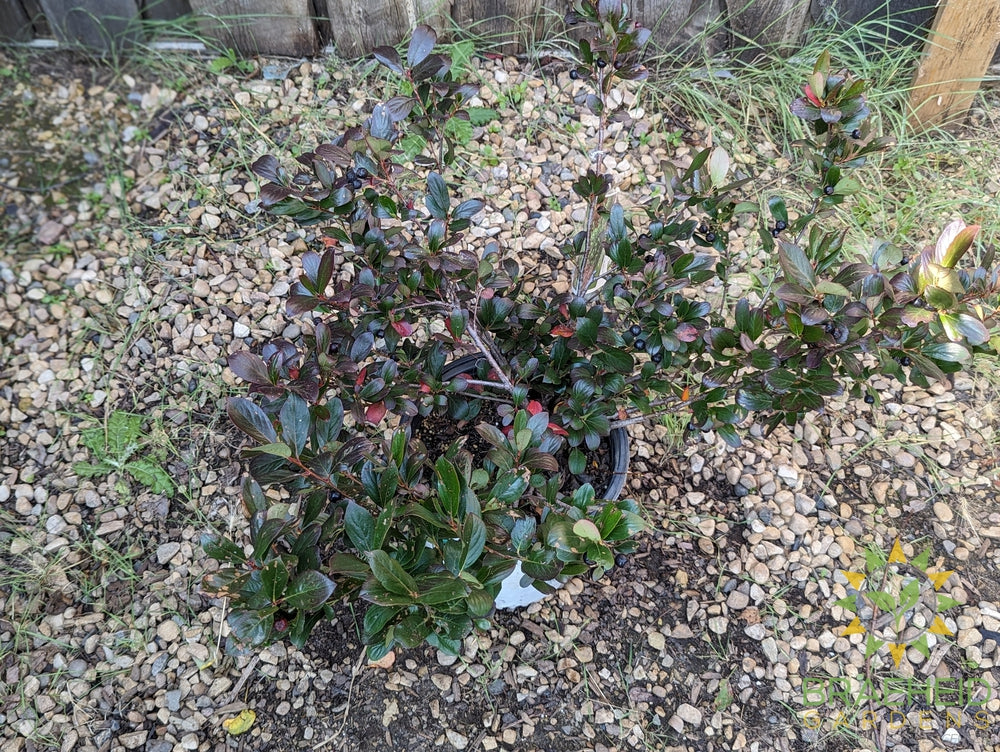 Aronia Low Scape Hedger