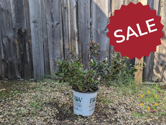 Aronia Low Scape Hedger