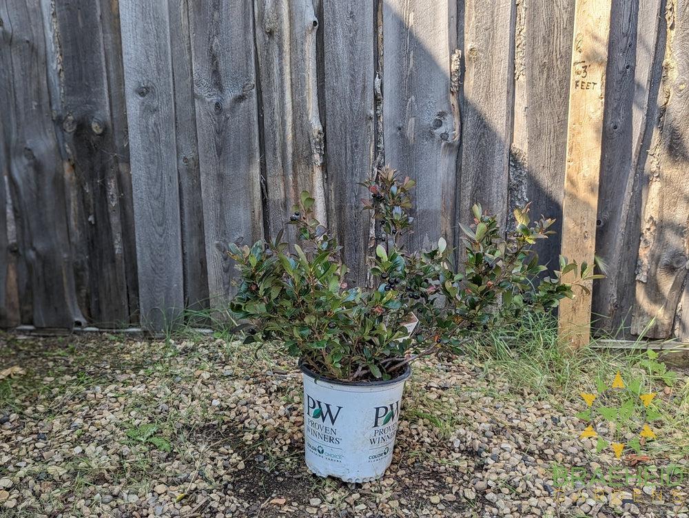 Aronia Low Scape Hedger