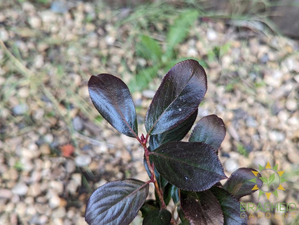 Aronia Low Scape Hedger