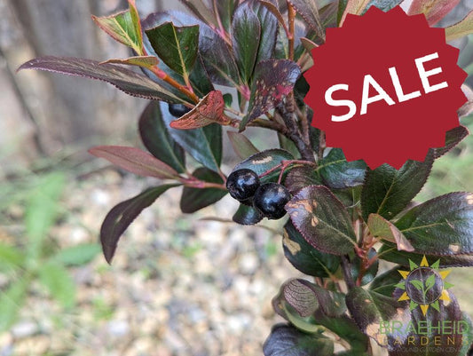 Aronia Low Scape Hedger