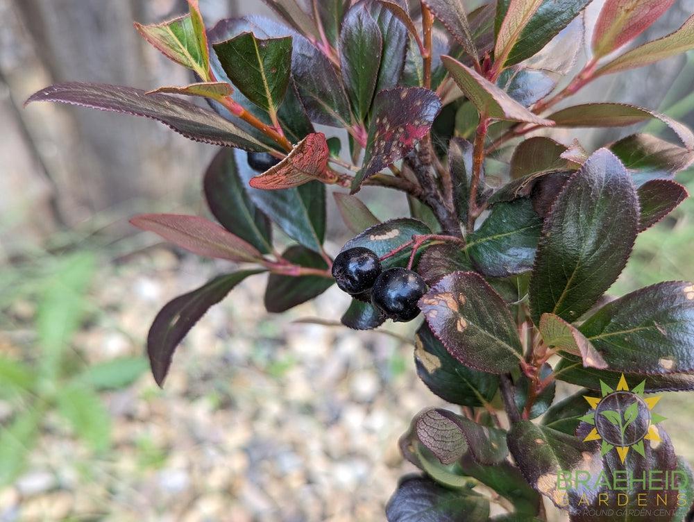 Aronia Low Scape Hedger