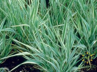 Variegated Bulbous Oat Grass