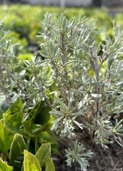 Sagebrush Artemisia