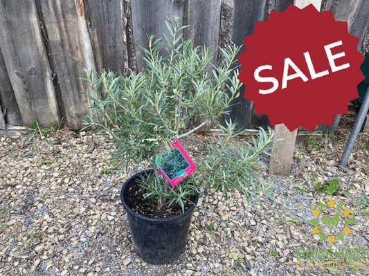 Askola Sea Buckthorn