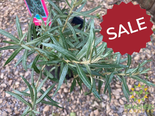 Askola Sea Buckthorn