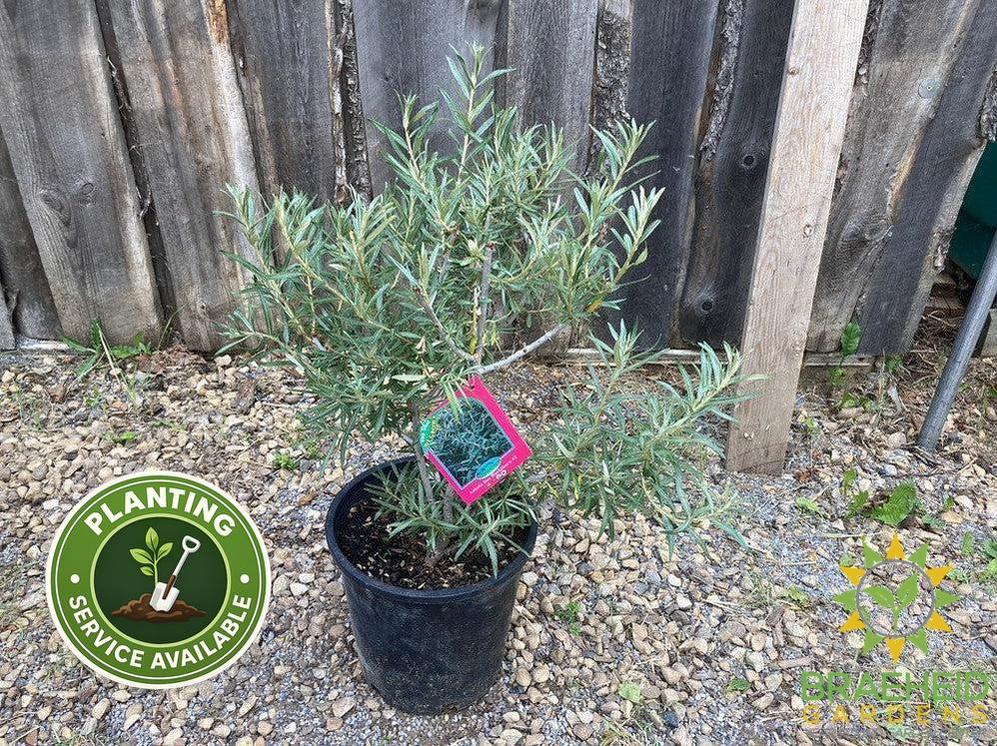 Askola Sea Buckthorn