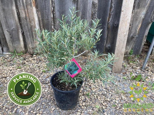 Askola Sea Buckthorn