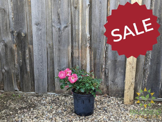 Aurora Borealis Rose - Vineland