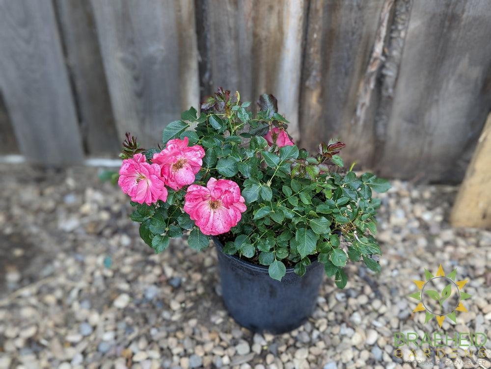 Aurora Borealis Rose - Vineland