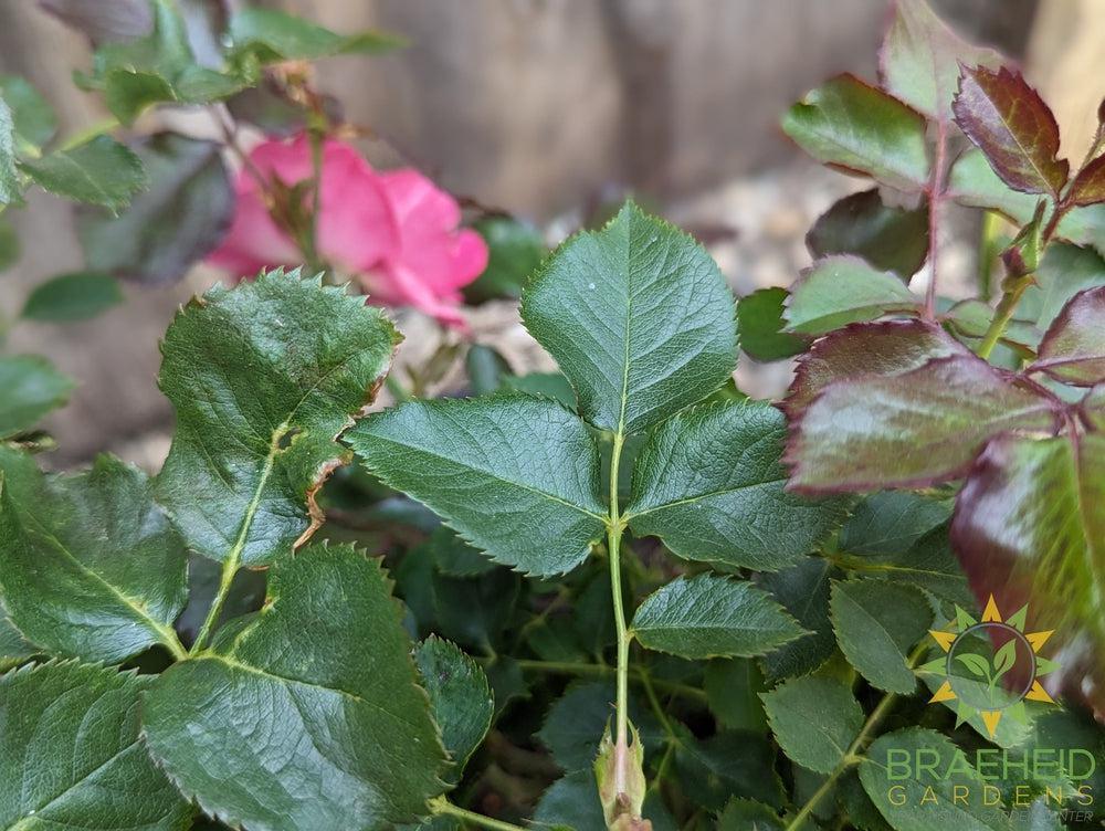 Aurora Borealis Rose - Vineland