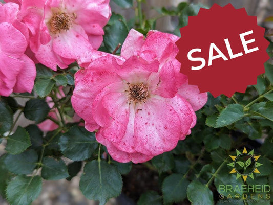 Aurora Borealis Rose - Vineland