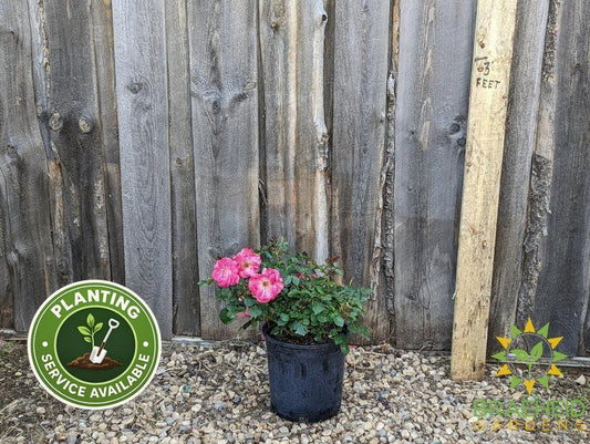 Aurora Borealis Rose - Vineland