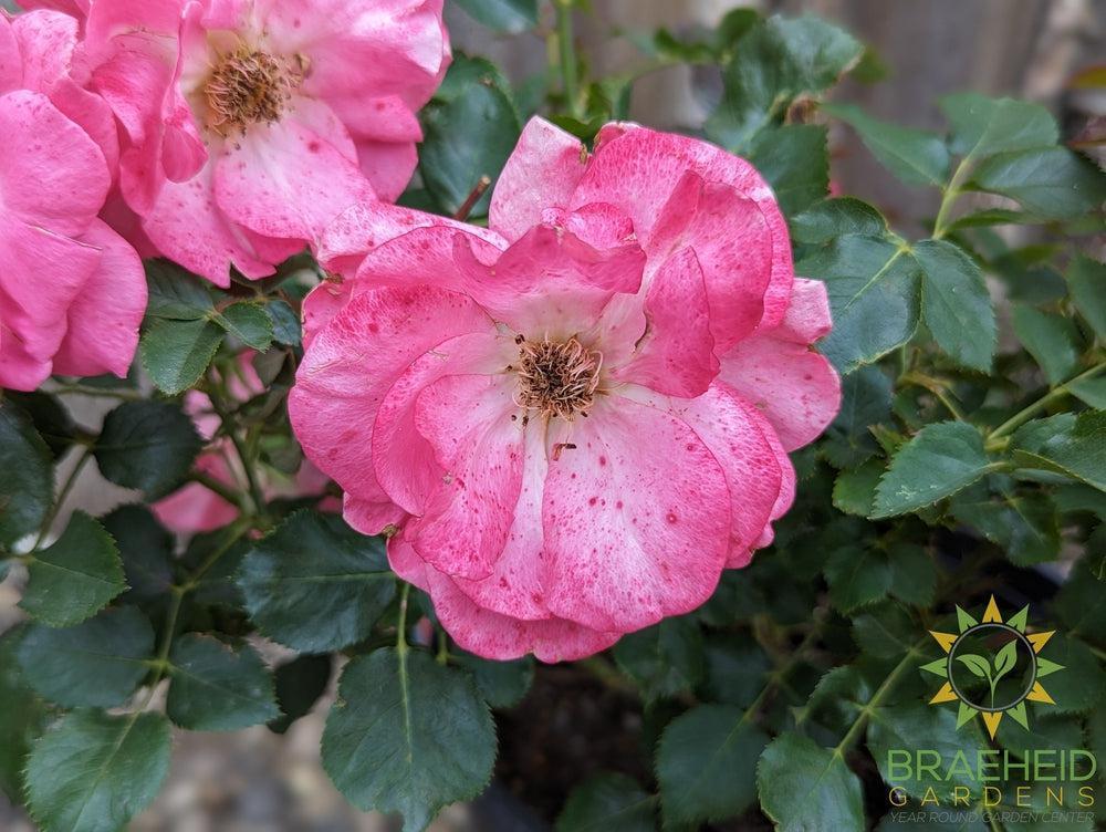 Aurora Borealis Rose - Vineland