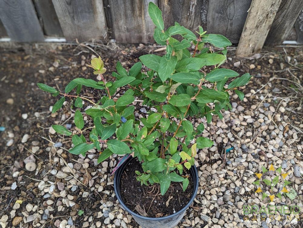Buy Aurora Haskap Berry an Edible Shrub in Grande Prairie Alberta - Braeheid Gardens Ltd.
