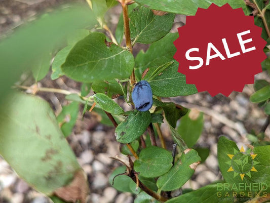 Buy Aurora Haskap Berry an Edible Shrub in Grande Prairie Alberta - Braeheid Gardens Ltd.
