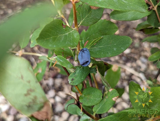 Buy Aurora Haskap Berry an Edible Shrub in Grande Prairie Alberta - Braeheid Gardens Ltd.