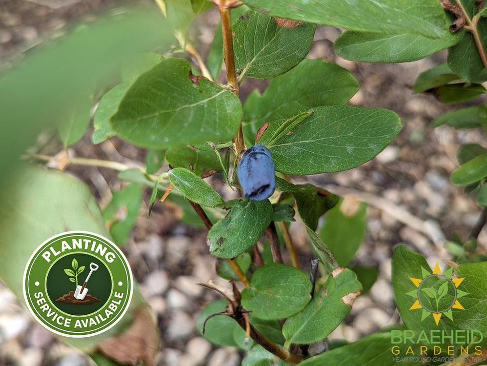 Buy Aurora Haskap Berry an Edible Shrub in Grande Prairie Alberta - Braeheid Gardens Ltd.