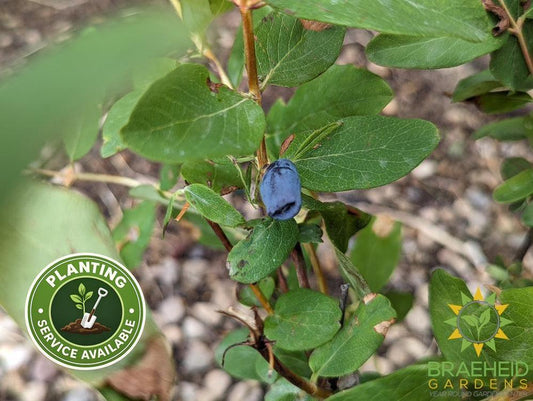 Buy Aurora Haskap Berry an Edible Shrub in Grande Prairie Alberta - Braeheid Gardens Ltd.