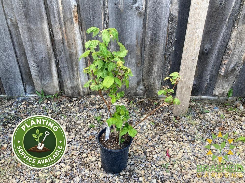 Buy Autumn Bliss Raspberry an Edible Shrub in Grande Prairie Alberta - Braeheid Gardens Ltd.