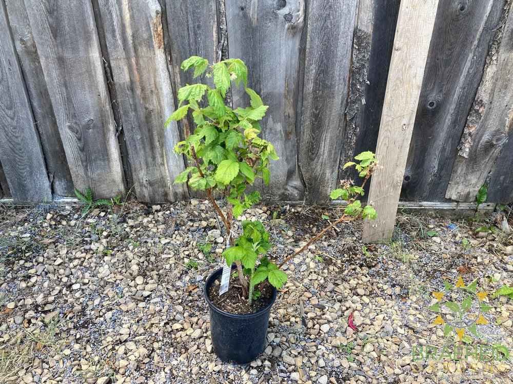 Buy Autumn Bliss Raspberry an Edible Shrub in Grande Prairie Alberta - Braeheid Gardens Ltd.