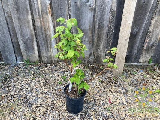 Buy Autumn Bliss Raspberry an Edible Shrub in Grande Prairie Alberta - Braeheid Gardens Ltd.