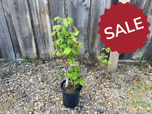 Buy Autumn Bliss Raspberry an Edible Shrub in Grande Prairie Alberta - Braeheid Gardens Ltd.