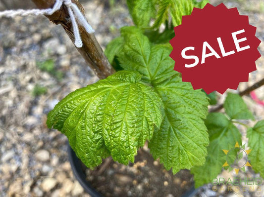 Buy Autumn Bliss Raspberry an Edible Shrub in Grande Prairie Alberta - Braeheid Gardens Ltd.