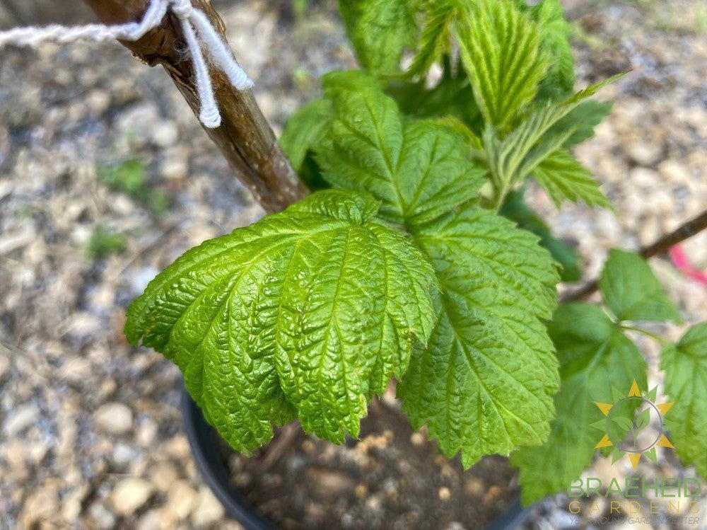 Buy Autumn Bliss Raspberry an Edible Shrub in Grande Prairie Alberta - Braeheid Gardens Ltd.