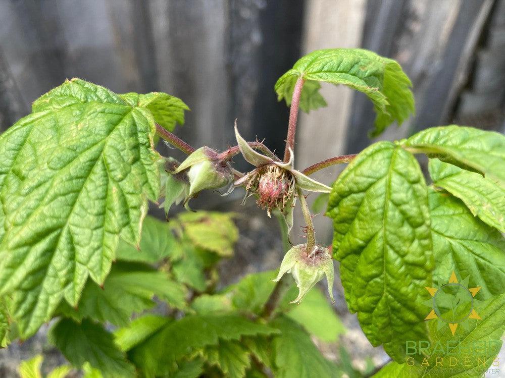 Buy Autumn Bliss Raspberry an Edible Shrub in Grande Prairie Alberta - Braeheid Gardens Ltd.