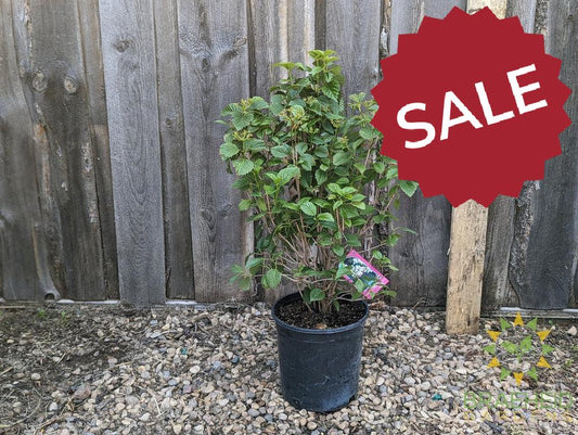 Autumn Jazz Arrowwood Viburnum