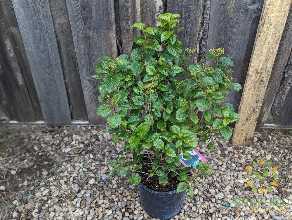 Autumn Jazz Arrowwood Viburnum