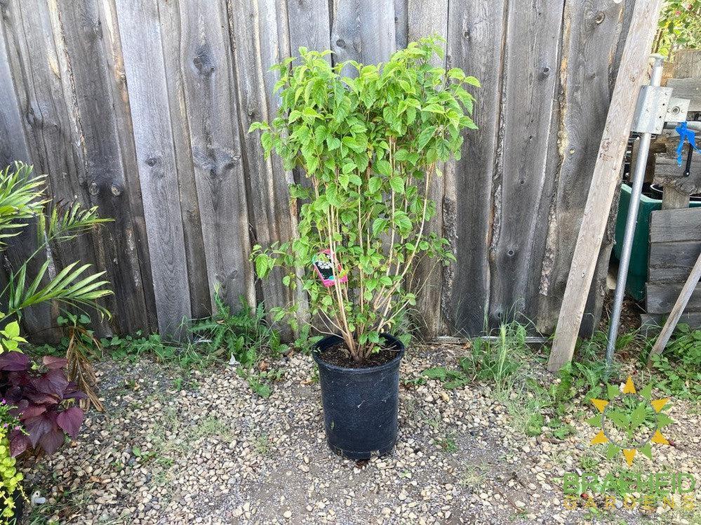 Autumn Jazz Arrowwood Viburnum