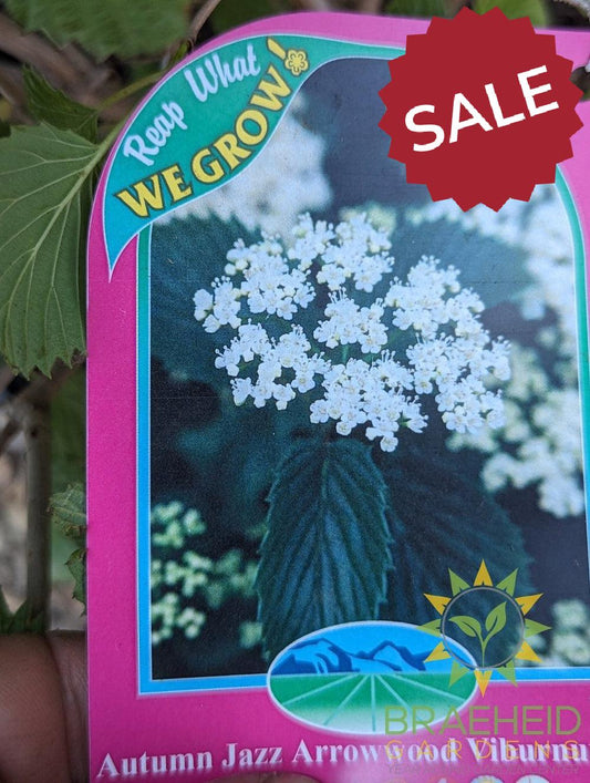 Autumn Jazz Arrowwood Viburnum