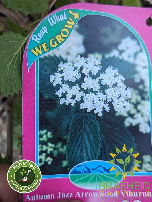 Autumn Jazz Arrowwood Viburnum