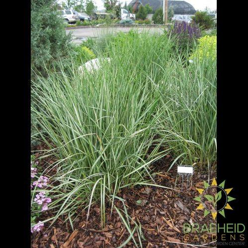 Avalanche Feather Reed Grass