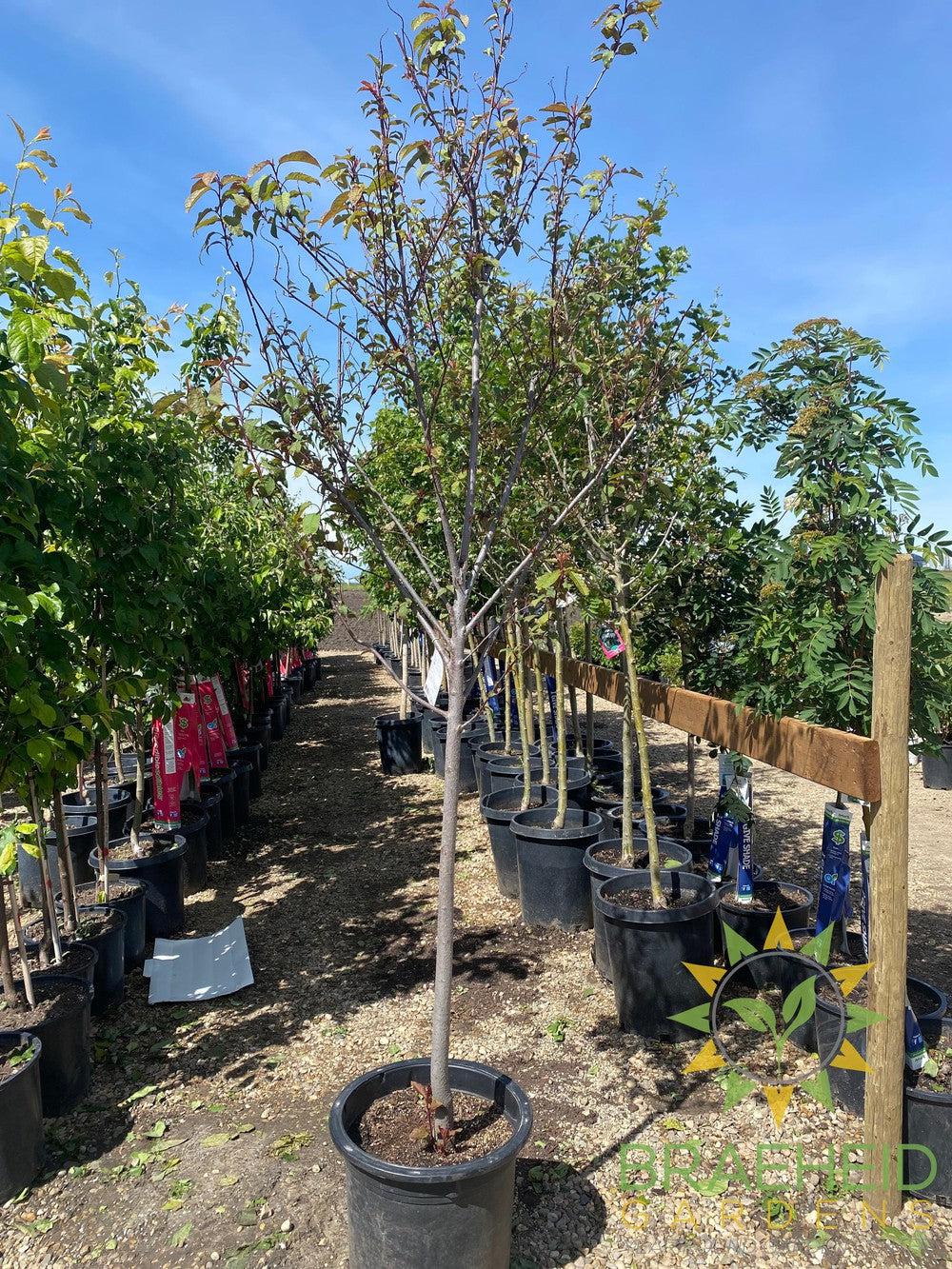 Sweetheart Mayday- Tree for sale, Grown in Grande Prairie -Braeheid Gardens Ltd. on Emerson Trail