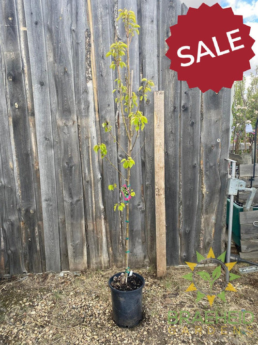 Paul's Golden Pear- Tree for sale, Grown in Grande Prairie -Braeheid Gardens Ltd. on Emerson Trail