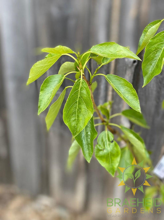 Paskapoo Poplar- Tree for sale, Grown in Grande Prairie -Braeheid Gardens Ltd. on Emerson Trail